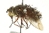  (Echinopyrrhosia pictipennis - CNC DIPTERA 162338)  @11 [ ] CreativeCommons - Attribution (2012) CNC/CBG Photography Group Centre for Biodiversity Genomics