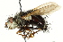  ( - CNC DIPTERA 162358)  @14 [ ] CreativeCommons - Attribution (2012) CNC/CBG Photography Group Centre for Biodiversity Genomics