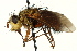  ( - CNC DIPTERA 162376)  @14 [ ] CreativeCommons - Attribution (2012) CNC/CBG Photography Group Centre for Biodiversity Genomics