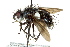  (Trichophora melas - CNC DIPTERA 162391)  @13 [ ] CreativeCommons - Attribution (2012) CNC/CBG Photography Group Centre for Biodiversity Genomics