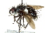  ( - CNC DIPTERA 162391)  @13 [ ] CreativeCommons - Attribution (2012) CNC/CBG Photography Group Centre for Biodiversity Genomics