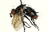  ( - CNC DIPTERA 162431)  @13 [ ] CreativeCommons - Attribution (2012) CNC/CBG Photography Group Centre for Biodiversity Genomics