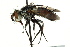  ( - CNC DIPTERA 162432)  @11 [ ] CreativeCommons - Attribution (2012) CNC/CBG Photography Group Centre for Biodiversity Genomics