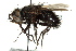  ( - CNC DIPTERA 162436)  @11 [ ] CreativeCommons - Attribution (2012) CNC/CBG Photography Group Centre for Biodiversity Genomics