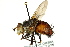  ( - CNC DIPTERA 162444)  @13 [ ] CreativeCommons - Attribution (2012) CNC/CBG Photography Group Centre for Biodiversity Genomics