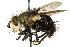  (Archytas californiae - CNC DIPTERA 162448)  @14 [ ] CreativeCommons - Attribution (2012) CNC/CBG Photography Group Centre for Biodiversity Genomics