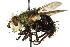  ( - CNC DIPTERA 162448)  @14 [ ] CreativeCommons - Attribution (2012) CNC/CBG Photography Group Centre for Biodiversity Genomics