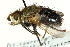  ( - CNC DIPTERA 162449)  @11 [ ] CreativeCommons - Attribution (2012) CNC/CBG Photography Group Centre for Biodiversity Genomics