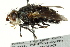  (Archytas marmoratus - CNC DIPTERA 162450)  @14 [ ] CreativeCommons - Attribution (2012) CNC/CBG Photography Group Centre for Biodiversity Genomics