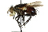  ( - CNC DIPTERA 162457)  @14 [ ] CreativeCommons - Attribution (2012) CNC/CBG Photography Group Centre for Biodiversity Genomics