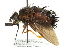  (Eudejeania subalpina - CNC DIPTERA 162488)  @15 [ ] CreativeCommons - Attribution (2012) CNC/CBG Photography Group Centre for Biodiversity Genomics
