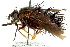  ( - CNC DIPTERA 162490)  @13 [ ] CreativeCommons - Attribution (2012) CNC/CBG Photography Group Centre for Biodiversity Genomics