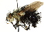  ( - CNC DIPTERA 162494)  @13 [ ] CreativeCommons - Attribution (2012) CNC/CBG Photography Group Centre for Biodiversity Genomics