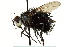  ( - CNC DIPTERA 162499)  @11 [ ] CreativeCommons - Attribution (2012) CNC/CBG Photography Group Centre for Biodiversity Genomics