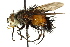  ( - CNC DIPTERA 162536)  @11 [ ] CreativeCommons - Attribution (2012) CNC/CBG Photography Group Centre for Biodiversity Genomics