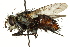  ( - CNC DIPTERA 162584)  @13 [ ] CreativeCommons - Attribution (2012) CNC/CBG Photography Group Centre for Biodiversity Genomics