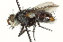  ( - CNC DIPTERA 162586)  @14 [ ] CreativeCommons - Attribution (2012) CNC/CBG Photography Group Centre for Biodiversity Genomics