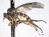  (Hilara sp. 1 bjs - CNC DIPTERA 192146)  @14 [ ] CreativeCommons - Attribution (2012) CNC/CBG Photography Group Centre for Biodiversity Genomics