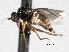  (Drapetis sp. 2 jmc - CNC DIPTERA 192162)  @11 [ ] CreativeCommons - Attribution (2012) CNC/CBG Photography Group Centre for Biodiversity Genomics