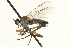  ( - CNC DIPTERA 161529)  @14 [ ] CreativeCommons - Attribution (2011) CNC/CBG Photography Group Centre for Biodiversity Genomics