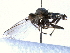  ( - CNC DIPTERA 161591)  @13 [ ] CreativeCommons - Attribution (2011) CNC/CBG Photography Group Centre for Biodiversity Genomics