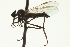  ( - CNC DIPTERA 163242)  @12 [ ] CreativeCommons - Attribution (2012) CNC/CBG Photography Group Centre for Biodiversity Genomics