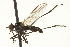  ( - CNC DIPTERA 163269)  @12 [ ] CreativeCommons - Attribution (2012) CNC/CBG Photography Group Centre for Biodiversity Genomics