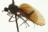  ( - CNC DIPTERA 163281)  @12 [ ] CreativeCommons - Attribution (2012) CNC/CBG Photography Group Centre for Biodiversity Genomics