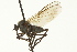  ( - CNC DIPTERA 163283)  @11 [ ] CreativeCommons - Attribution (2012) CNC/CBG Photography Group Centre for Biodiversity Genomics