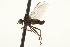  ( - CNC DIPTERA 163295)  @13 [ ] CreativeCommons - Attribution (2012) CNC/CBG Photography Group Centre for Biodiversity Genomics