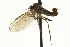  ( - CNC DIPTERA 163309)  @13 [ ] CreativeCommons - Attribution (2012) CNC/CBG Photography Group Centre for Biodiversity Genomics