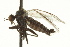  ( - CNC DIPTERA 163315)  @12 [ ] CreativeCommons - Attribution (2012) CNC/CBG Photography Group Centre for Biodiversity Genomics