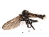  (Rhamphomyia sp. 49 - CNC DIPTERA 163319)  @14 [ ] CreativeCommons - Attribution (2012) CNC/CBG Photography Group Centre for Biodiversity Genomics