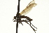  ( - CNC DIPTERA 163320)  @13 [ ] CreativeCommons - Attribution (2012) CNC/CBG Photography Group Centre for Biodiversity Genomics