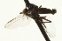  (Rhamphomyia sp. 55 - CNC DIPTERA 163337)  @13 [ ] CreativeCommons - Attribution (2012) CNC/CBG Photography Group Centre for Biodiversity Genomics