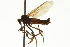  ( - CNC DIPTERA 163354)  @11 [ ] CreativeCommons - Attribution (2012) CNC/CBG Photography Group Centre for Biodiversity Genomics