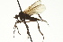  ( - CNC DIPTERA 163355)  @11 [ ] CreativeCommons - Attribution (2012) CNC/CBG Photography Group Centre for Biodiversity Genomics