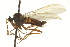  ( - CNC DIPTERA 163369)  @11 [ ] CreativeCommons - Attribution (2012) CNC/CBG Photography Group Centre for Biodiversity Genomics