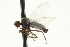  ( - CNC DIPTERA 163373)  @13 [ ] CreativeCommons - Attribution (2012) CNC/CBG Photography Group Centre for Biodiversity Genomics