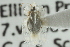  (Corythucha immaculata - CNC#HEM300424)  @12 [ ] CreativeCommons - Attribution (2011) CNC/CBG Photography Group Centre for Biodiversity Genomics
