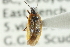  (Tetraphleps latipennis - CNC#HEM300440)  @13 [ ] CreativeCommons - Attribution (2011) CNC/CBG Photography Group Centre for Biodiversity Genomics