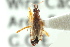  (Dicyphus discrepans - CNC#HEM300879)  @13 [ ] CreativeCommons - Attribution (2011) CNC/CBG Photography Group Centre for Biodiversity Genomics