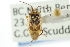  ( - CNC#HEM301012)  @11 [ ] CreativeCommons - Attribution (2011) CNC/CBG Photography Group Centre for Biodiversity Genomics