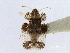  (Corythucha elegans - CNC#HEM301122)  @13 [ ] CreativeCommons - Attribution (2011) CNC/CBG Photography Group Centre for Biodiversity Genomics