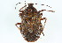  (Brochymena carolinensis - CNC#HEM301738)  @13 [ ] CreativeCommons - Attribution (2011) CNC/CBG Photography Group Centre for Biodiversity Genomics