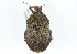  (Brochymena dilata - CNC#HEM301743)  @11 [ ] CreativeCommons - Attribution (2011) CNC/CBG Photography Group Centre for Biodiversity Genomics