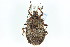  (Brochymena hoppingi - CNC#HEM301745)  @14 [ ] CreativeCommons - Attribution (2011) CNC/CBG Photography Group Centre for Biodiversity Genomics