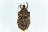 (Brochymena sulcata - CNC#HEM301754)  @13 [ ] CreativeCommons - Attribution (2011) CNC/CBG Photography Group Centre for Biodiversity Genomics