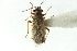  (Nysius angustatus - CNC#HEM302002)  @15 [ ] CreativeCommons - Attribution (2011) CNC/CBG Photography Group Centre for Biodiversity Genomics