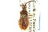  (Coriomeris denticulatus - CNC#HEM302312)  @15 [ ] CreativeCommons - Attribution (2011) CNC/CBG Photography Group Centre for Biodiversity Genomics